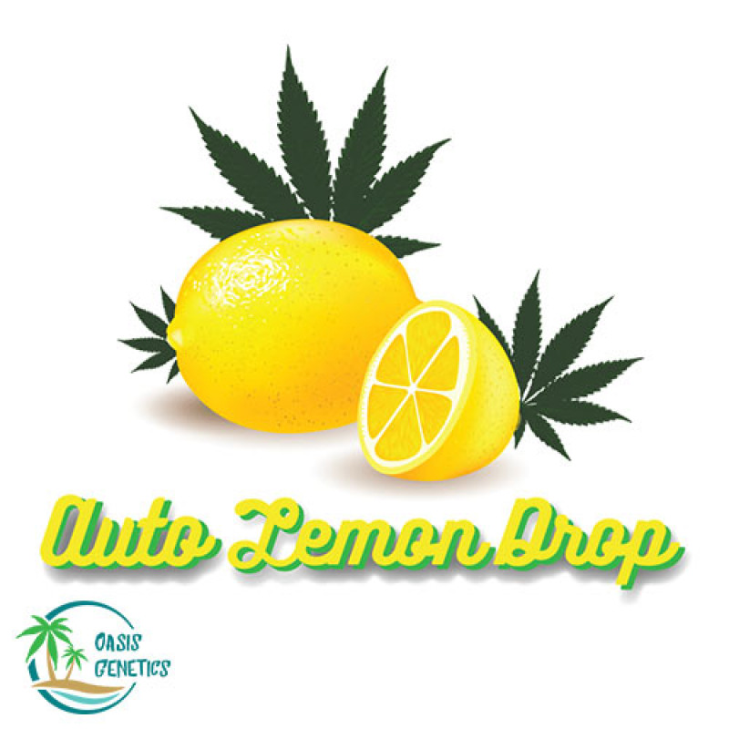 Auto Lemon Drop Feminized Seeds