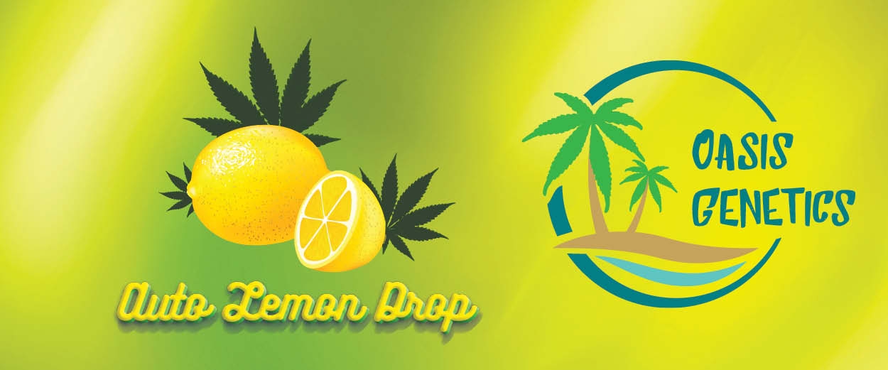 Auto Lemon Drop Feminized Seeds